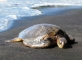 Αρχιπέλαγος: διάσωση χελώνας caretta caretta στη Σάμο (video)